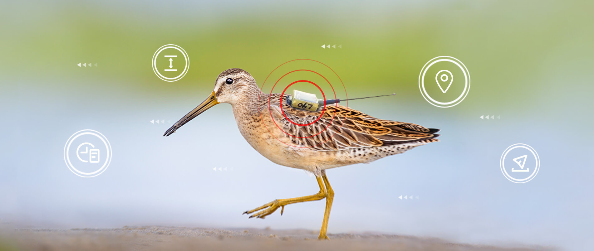 fun88官网物联网整体解决方案，助力小型鸟类实现全球追踪